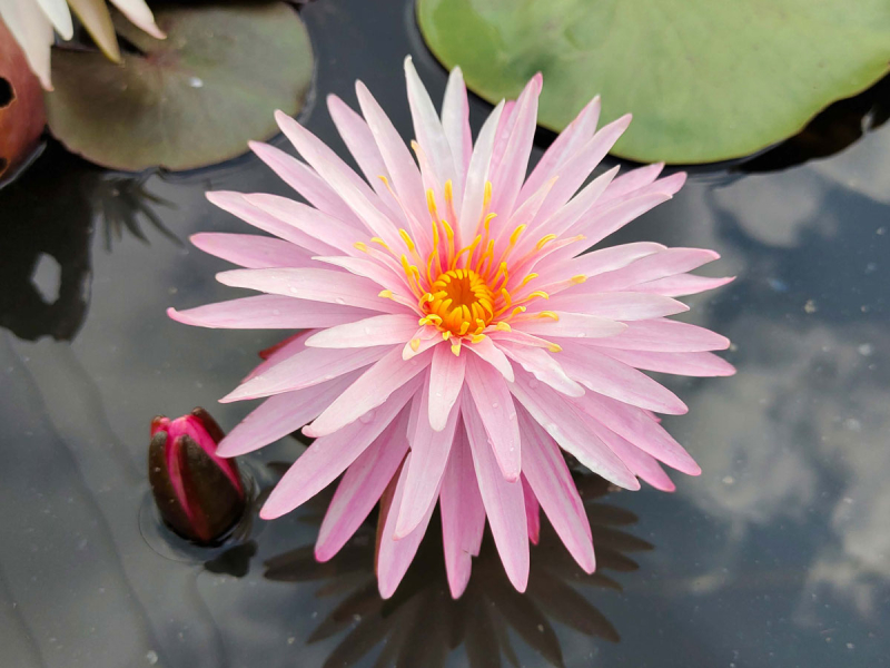 Seerose - Perry's Caktus pink